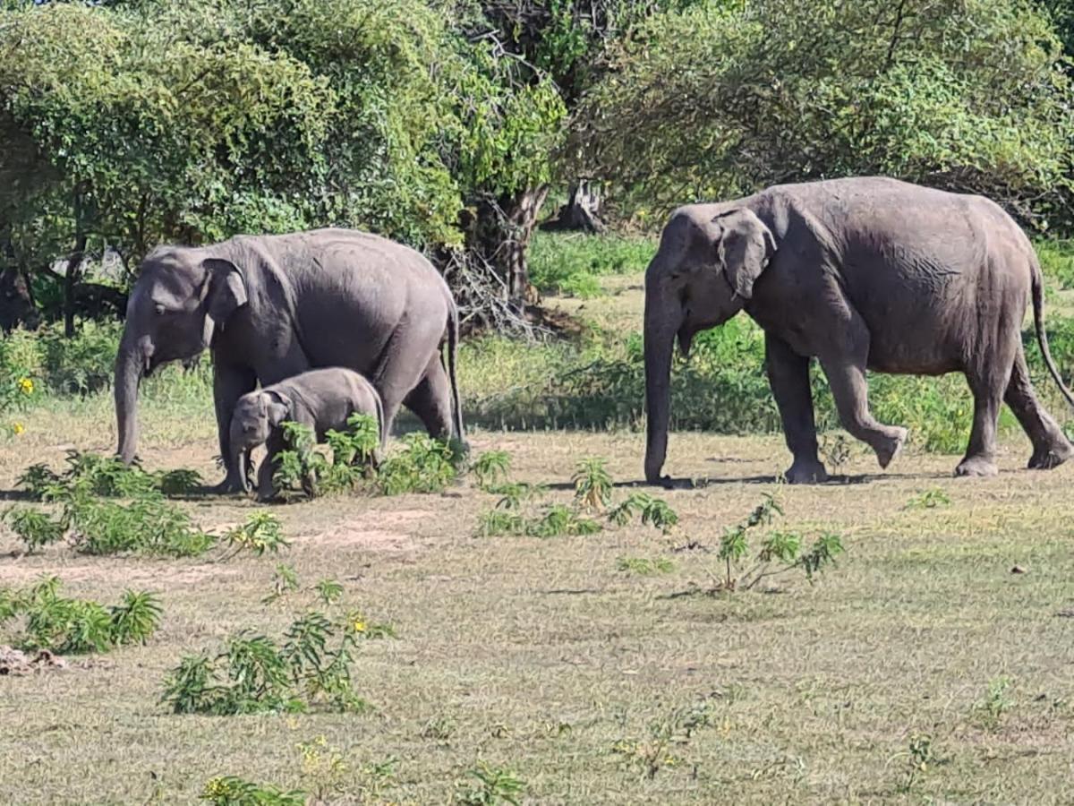 Owin Rose Yala Safari Hotel Tissamaharama Luaran gambar